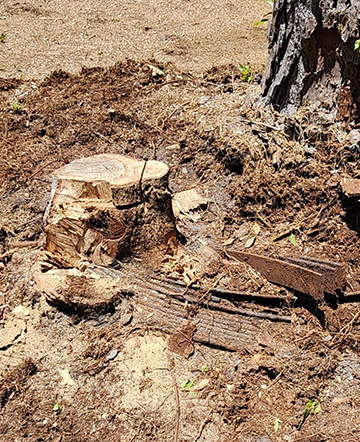 stump grinding finds1