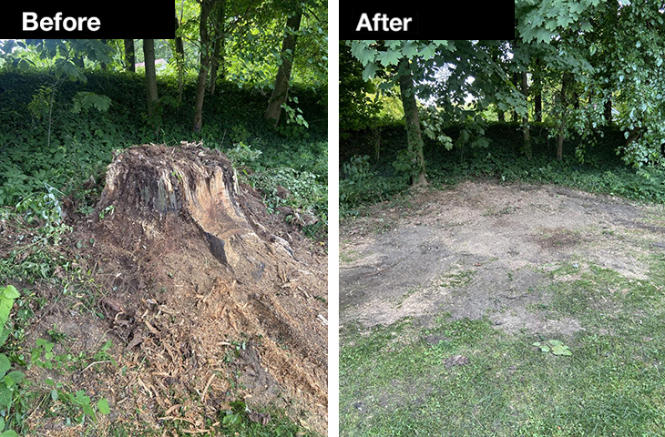 tree stump before and afer photos