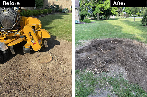 stump grinding before and after
